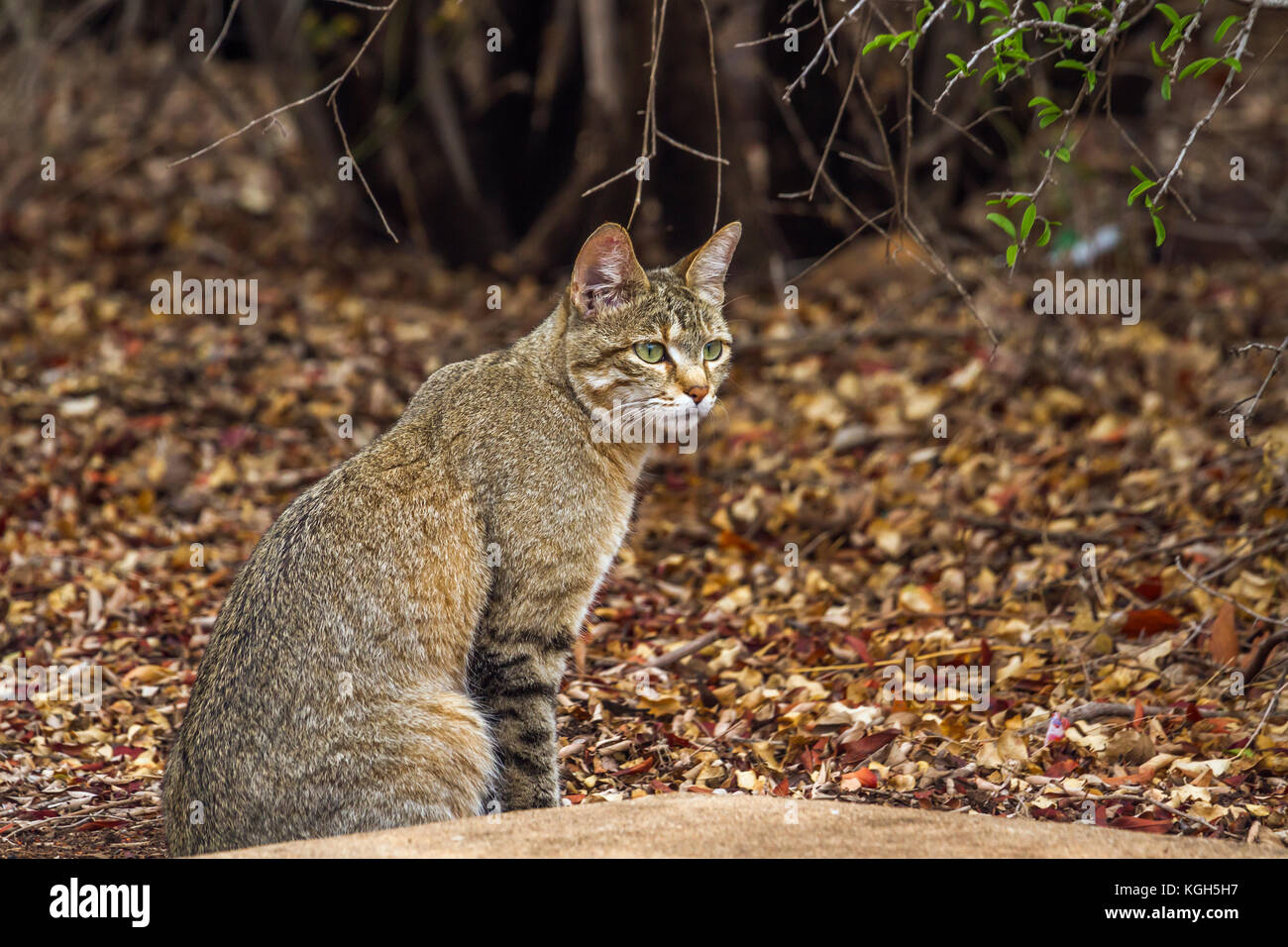 Southern african wildcat in Kruger national park, South Africa ; Specie Felis silvestris cafra family of felidae Stock Photo