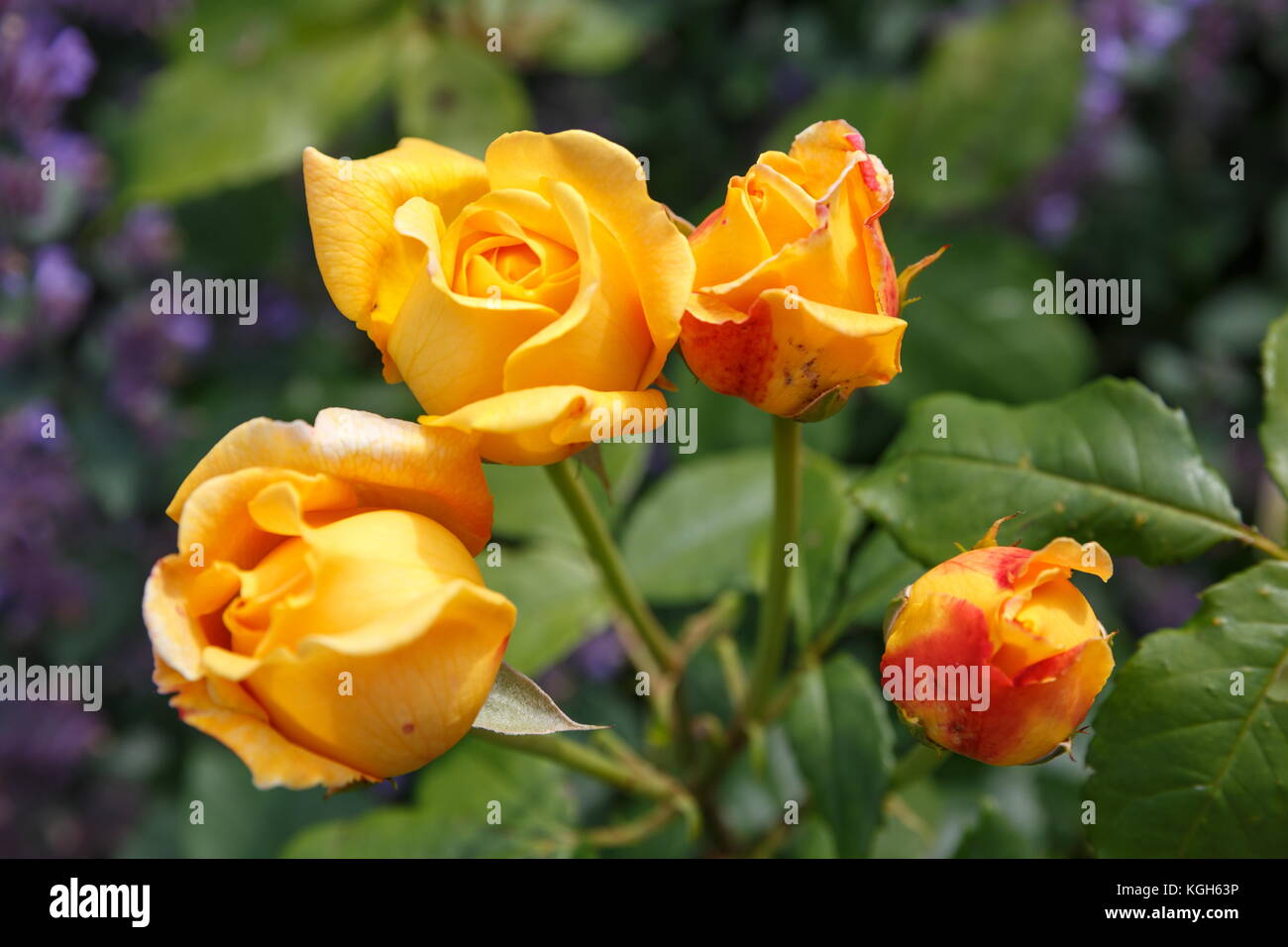 Blooming yellow orange English roses in the garden on a sunny day. Rose Graham Thomas Stock Photo
