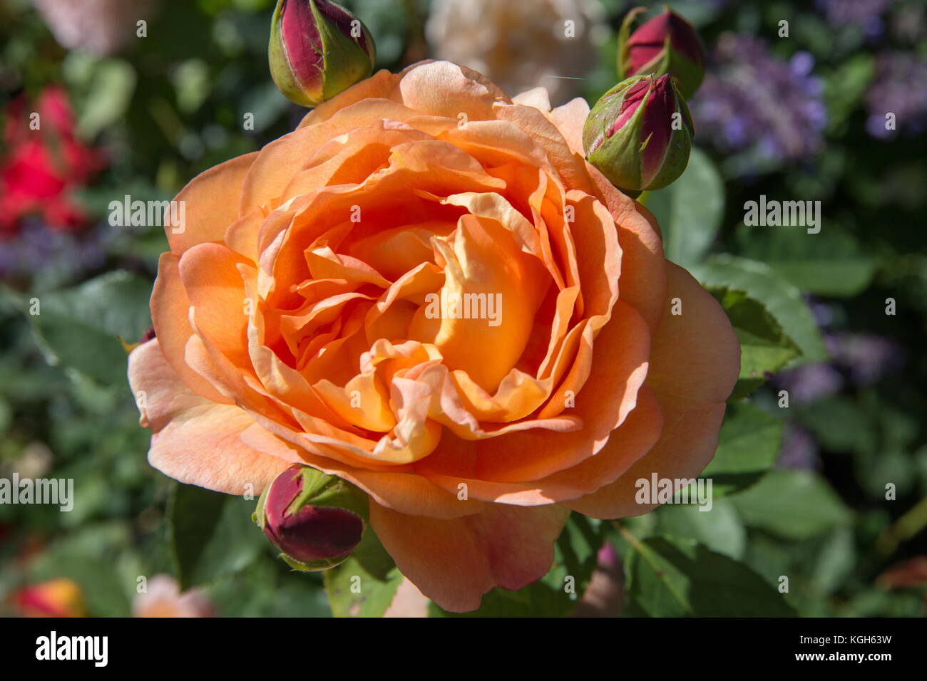Blooming orange English rose in the garden on a sunny day. Rose 'Lady of Shalott' Stock Photo