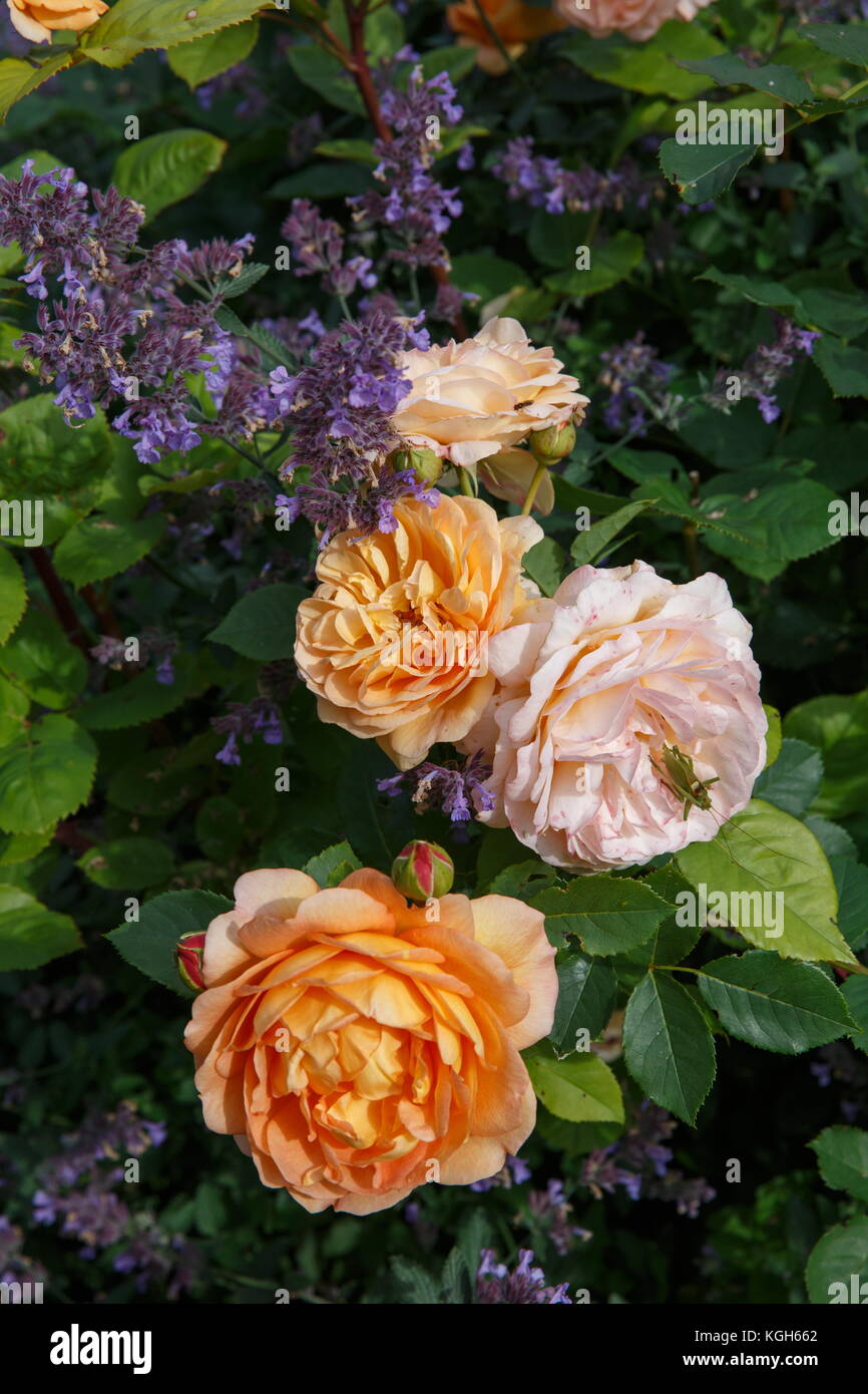 Blooming yellow orange English roses in the garden on a sunny day. 'Charles Austin' Rose Stock Photo