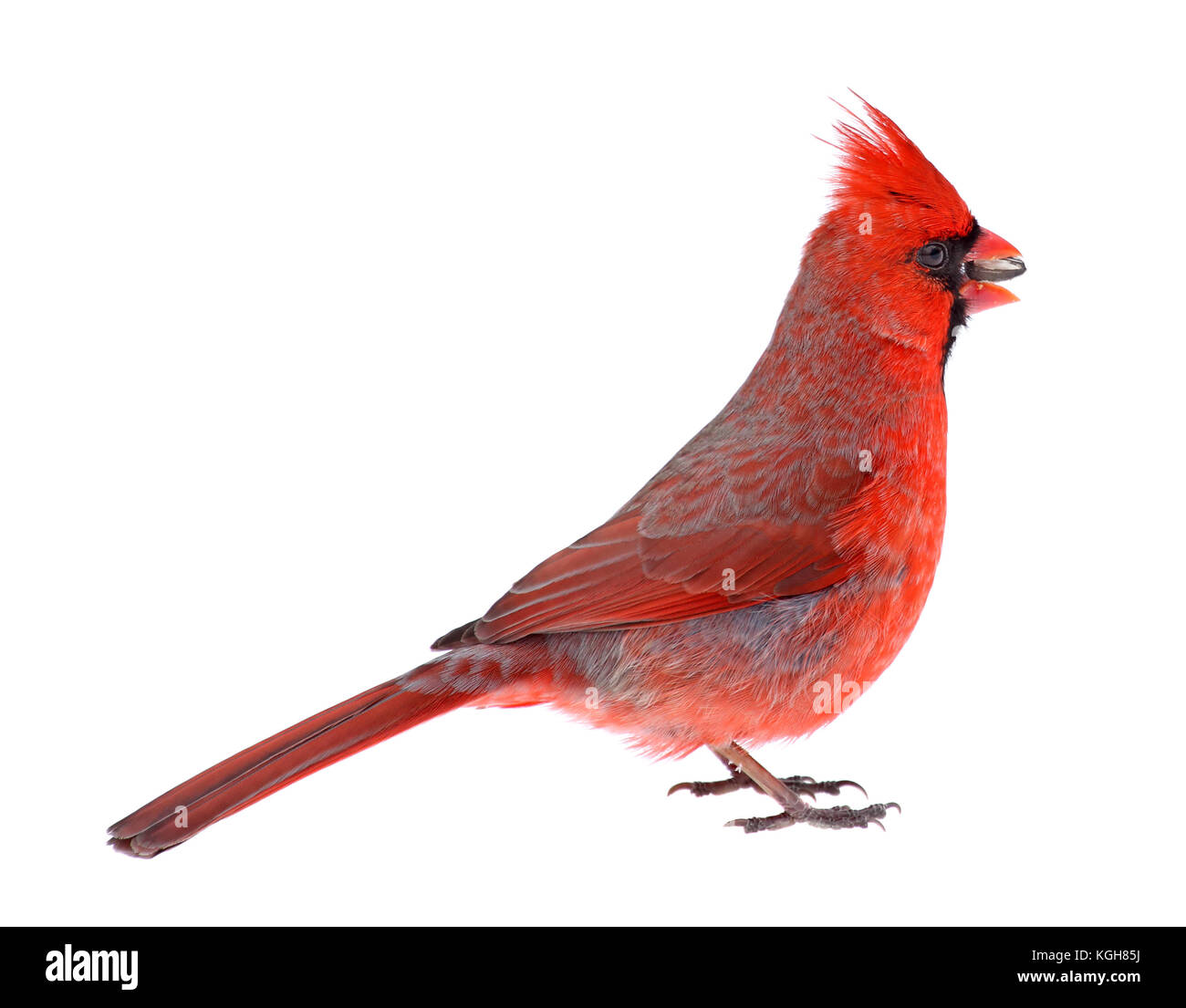 Male northern cardinal, Cardinalis cardinalis, eating a seed isolated on white Stock Photo