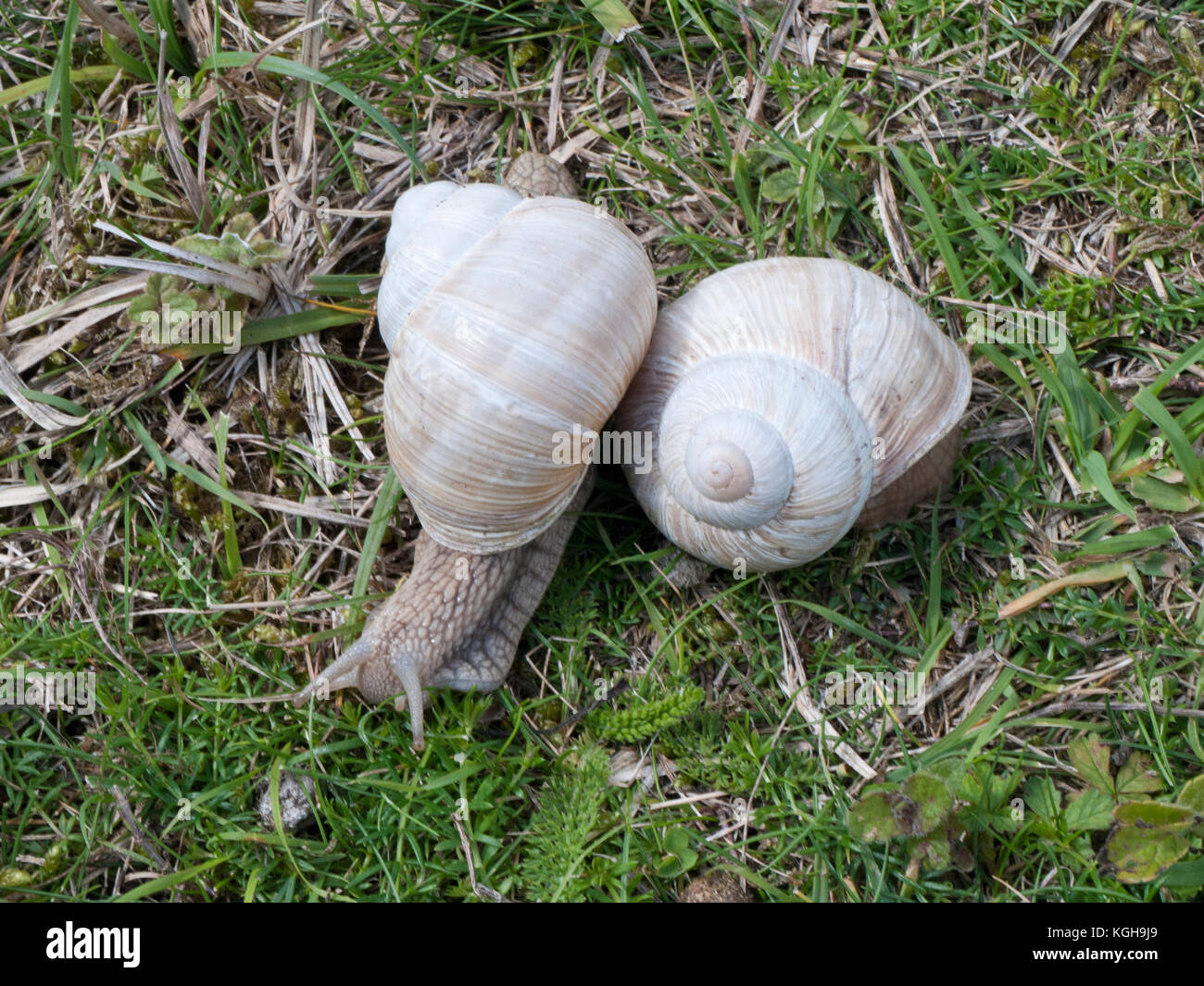 Roman Snail (Helix pomatia) introduced to Britain by the Romans, a protected species in the UK, also known as Burgundy Snail or escargot Stock Photo