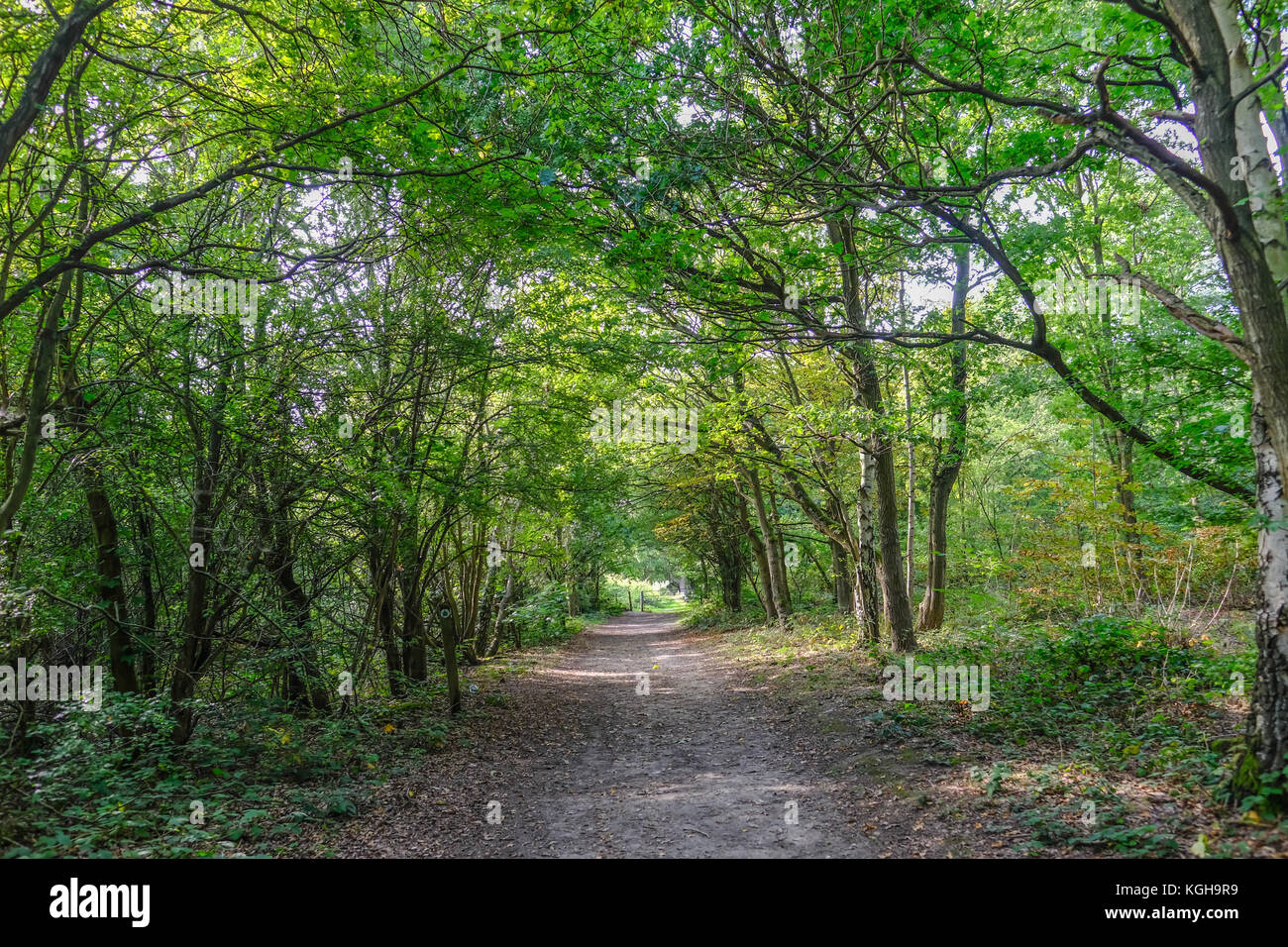 Forest path with trees lining in Essex, England. Summer shot with ...