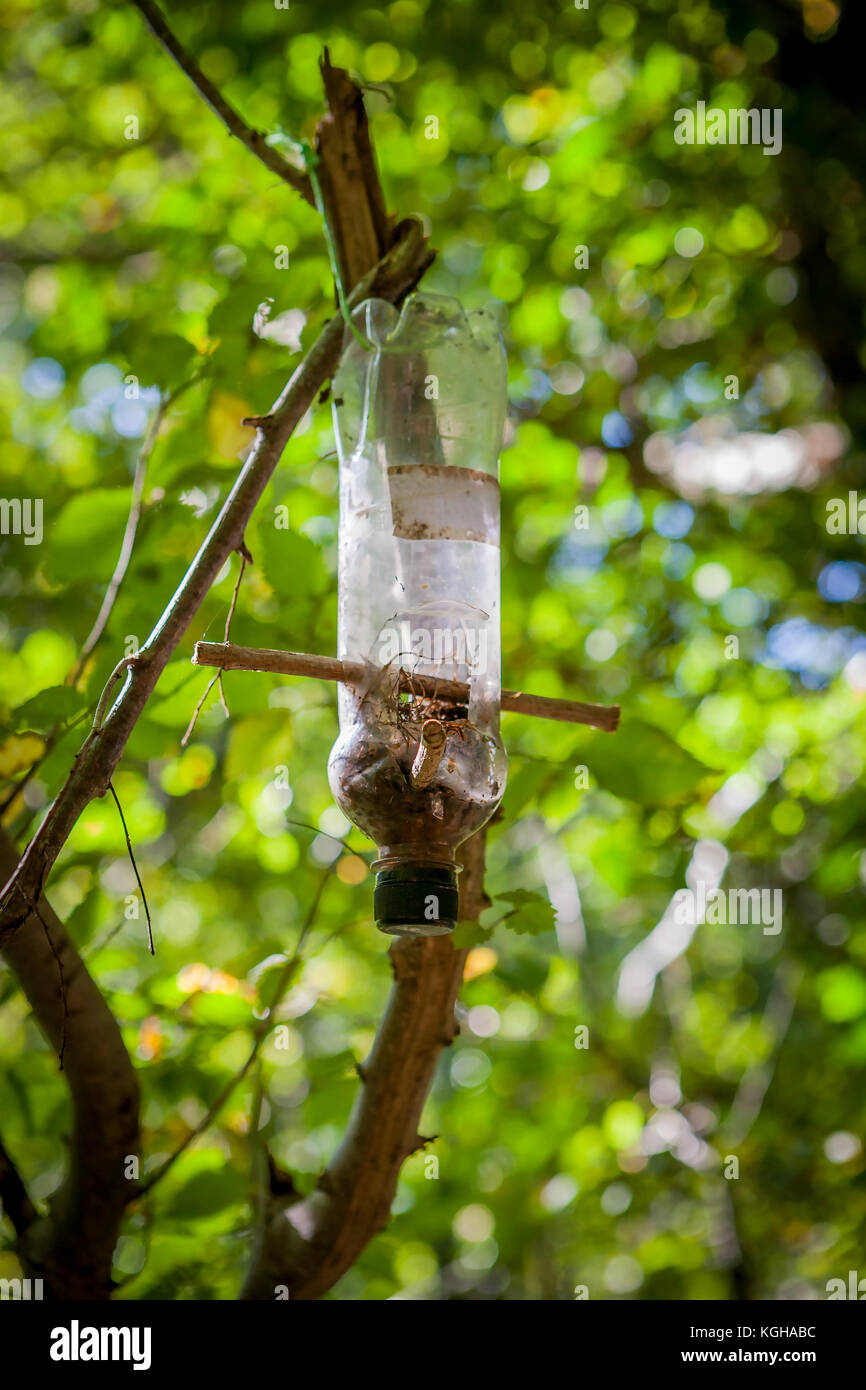 Plastic Bottle Bird Feeder Stock Photos Plastic Bottle Bird