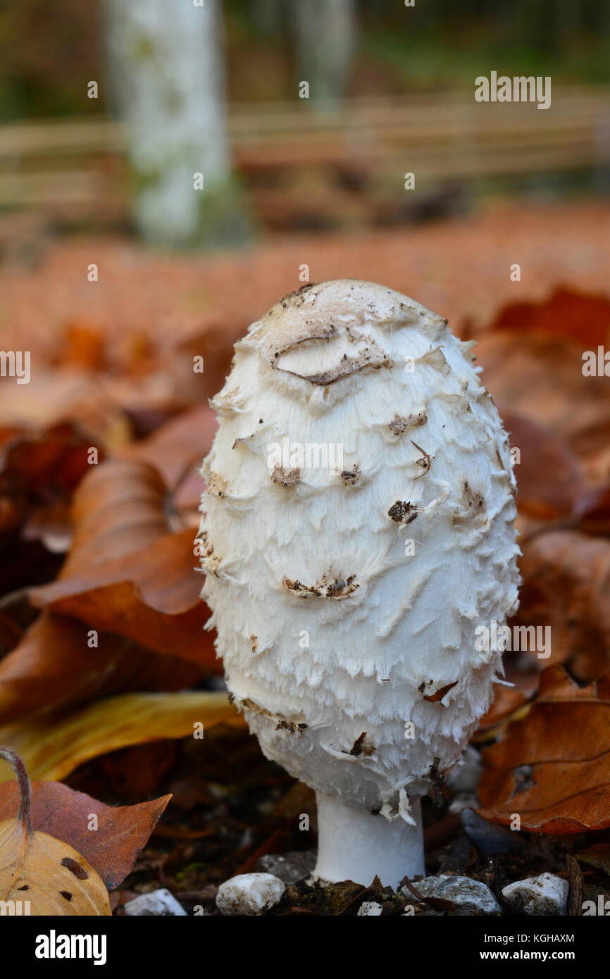 Example of Coprinus comatus, or Shaggy inkcap mushroom, delicious edible mushroom in natural habitat with lot of fallen autumn leaves in background Stock Photo