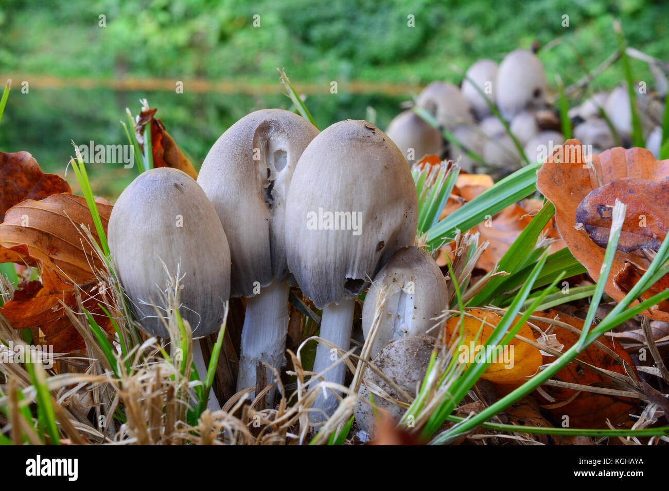 Clumps of Coprinus atramentarius or Common Inkcap, or Tippler's bane mushrooms  besides lake in autumn environment, conditionally edible mushrooms Stock Photo