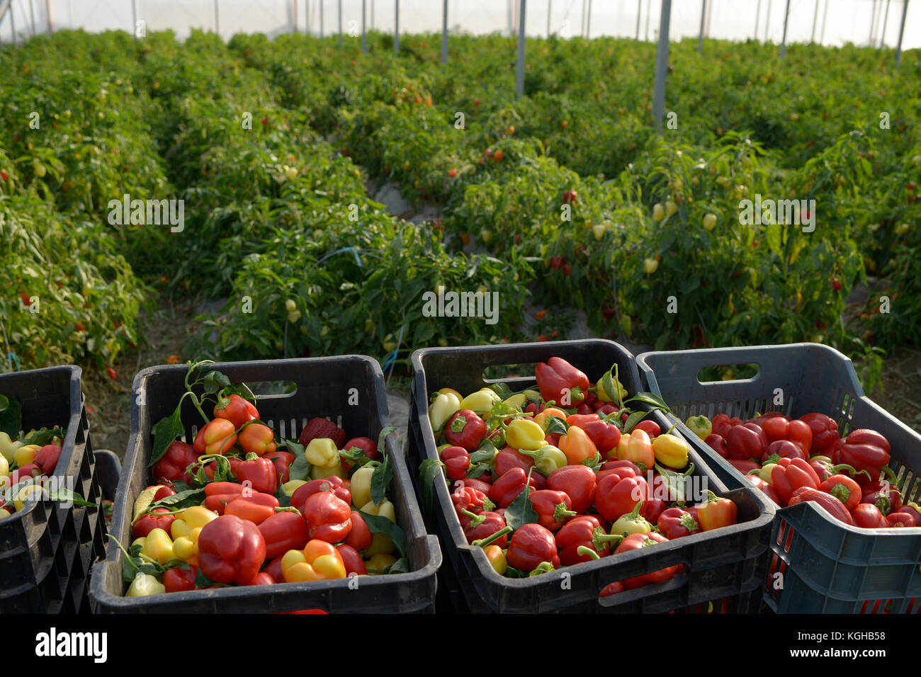 ALBANIA, Lushnje, capsicum harvest in green house of Agrocon of Balfin Group / ALBANIEN, Lushnje, Frauen ernten Paprika im Gewaechshaus von Agrocon Stock Photo