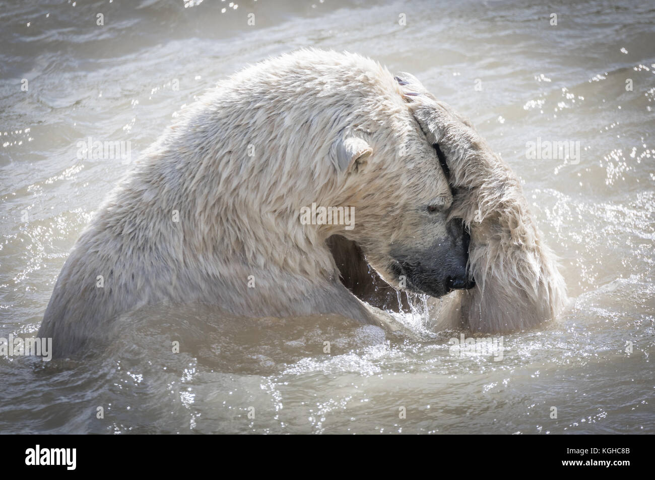Polar bear in the summer Stock Photo