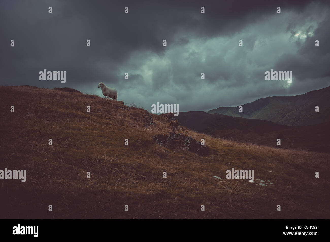 Sheep on snowdon mountain Stock Photo