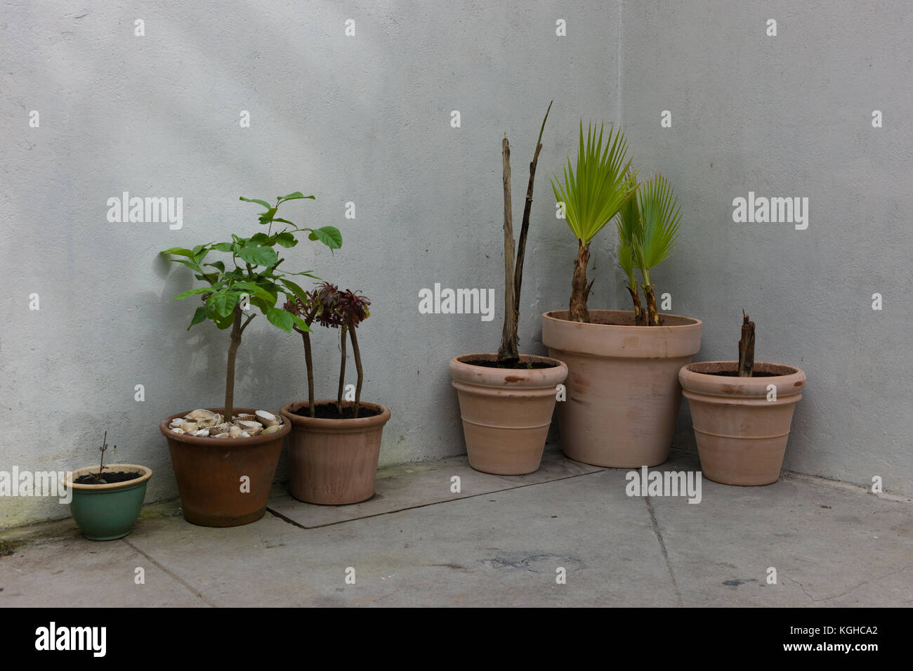 Plansts with a concrete background Stock Photo