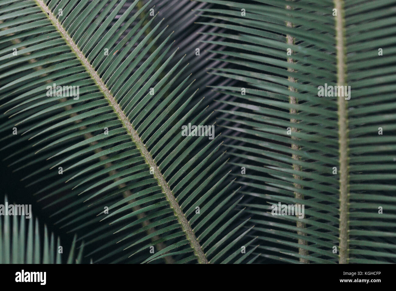 Close up of palm leafs at Nymphenburg Botanical Garden, Munich, Bavaria, Germany. Stock Photo