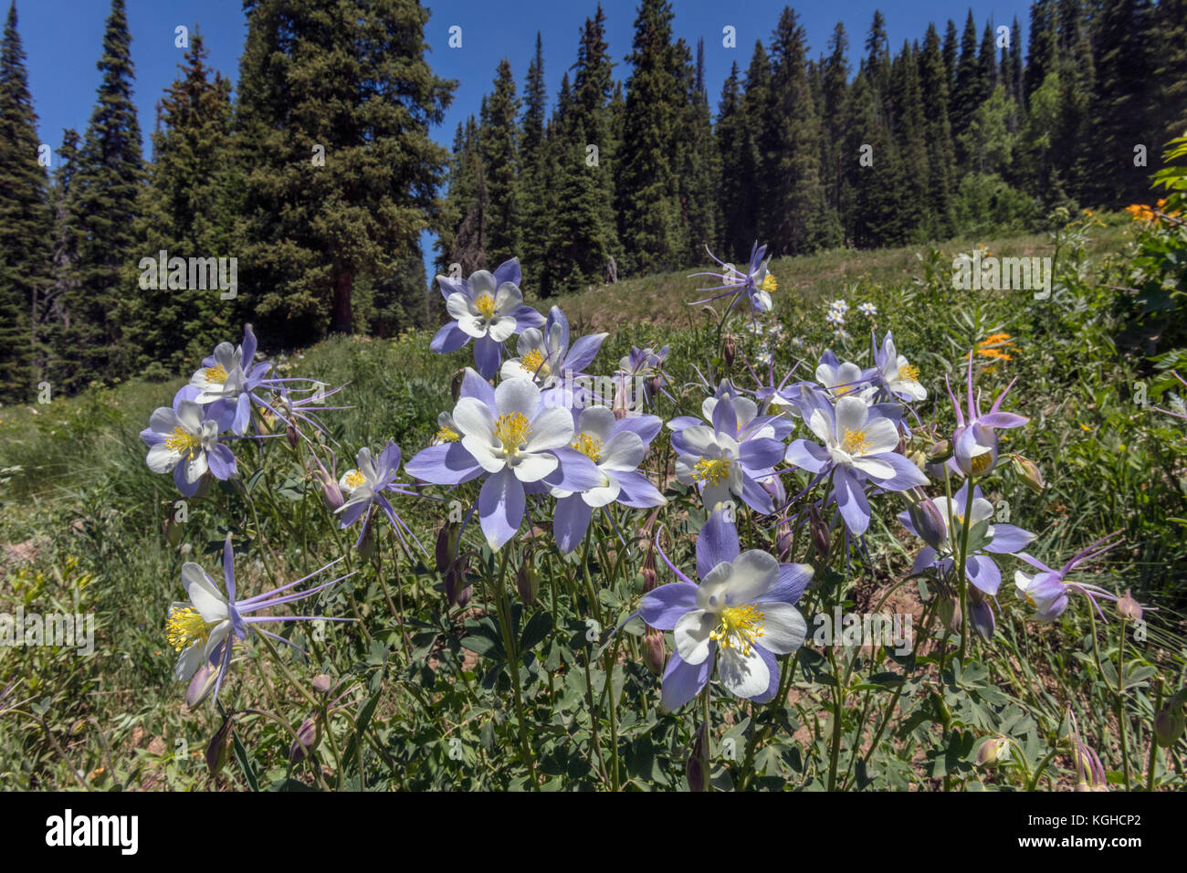Columbine Meadow - Crested Butte, CO Stock Photo