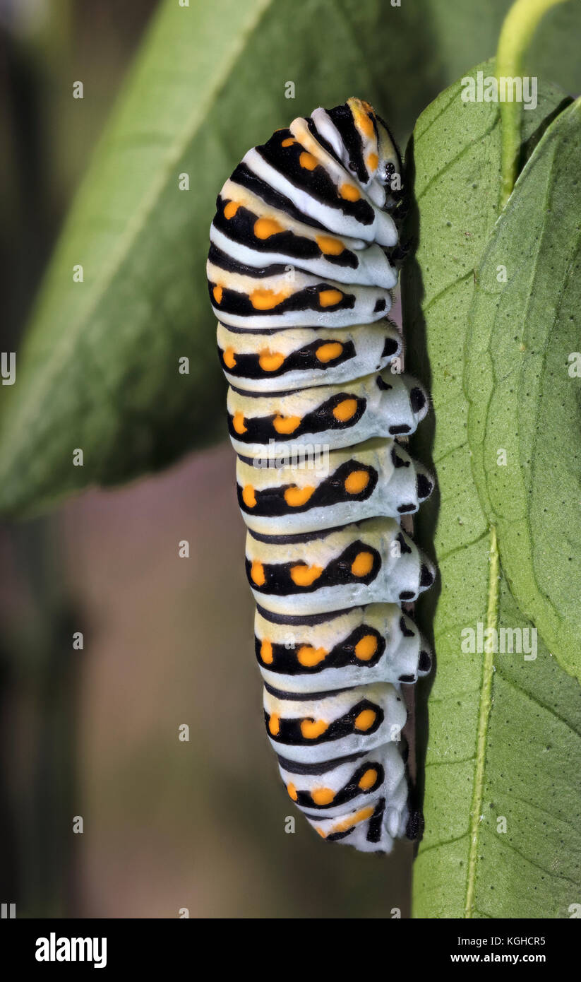 Eastern Black Swallowtail Caterpillar (Larvae)  Papilio polyxenes asterius Stock Photo