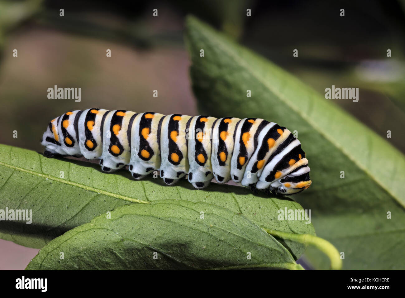Eastern Black Swallowtail Caterpillar (Larvae)  Papilio polyxenes asterius Stock Photo