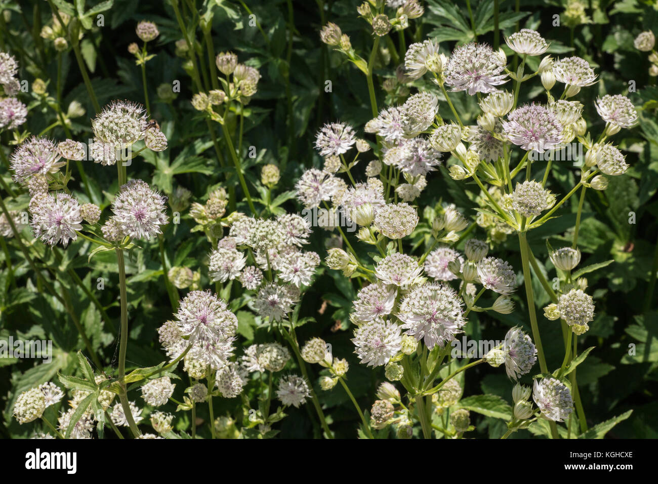 Masterwort, Astrantia major ‘alba’. Carrot Family Stock Photo