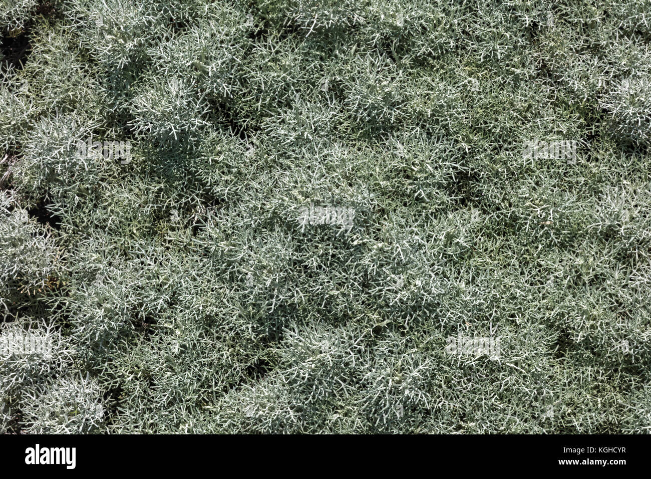 Seaspray Sage, Artemisia versicolor - Aster Family Stock Photo