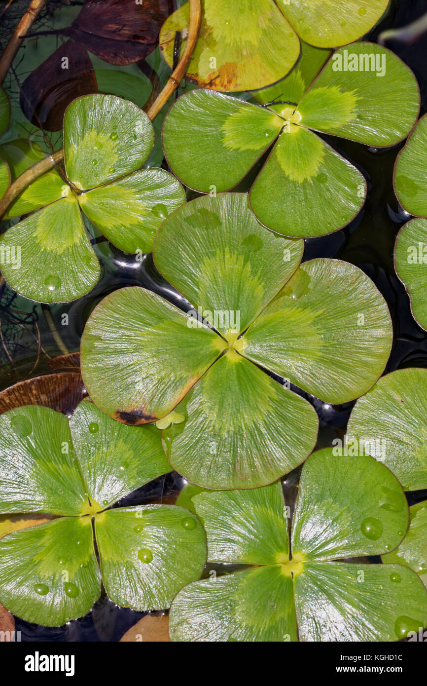 Water Clover - Marsilea is a genus of approximately 65 species of aquatic ferns of the family Marsileaceae. Stock Photo