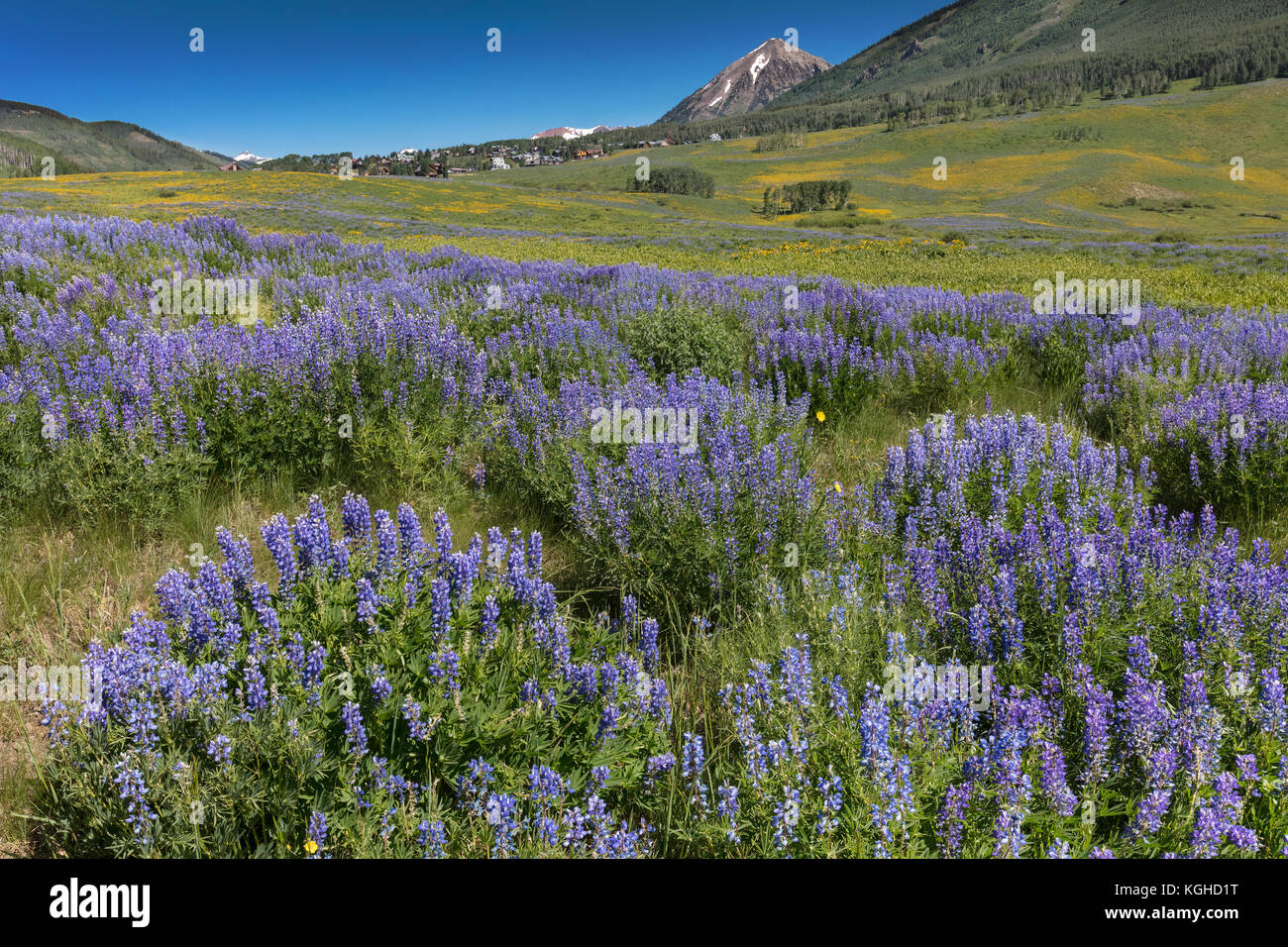 Wildflower Meadow - Lupine & Muleâ€™s Ears (near Crested Butte, CO) Stock Photo