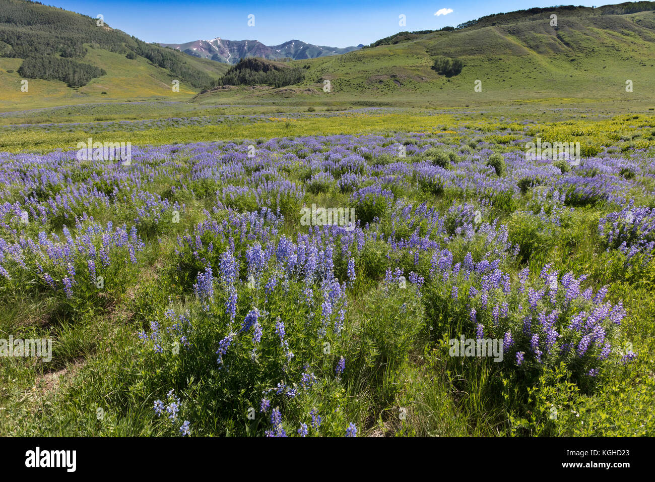 Wildflower Meadow - Lupine sp - Crested Butte, CO Stock Photo