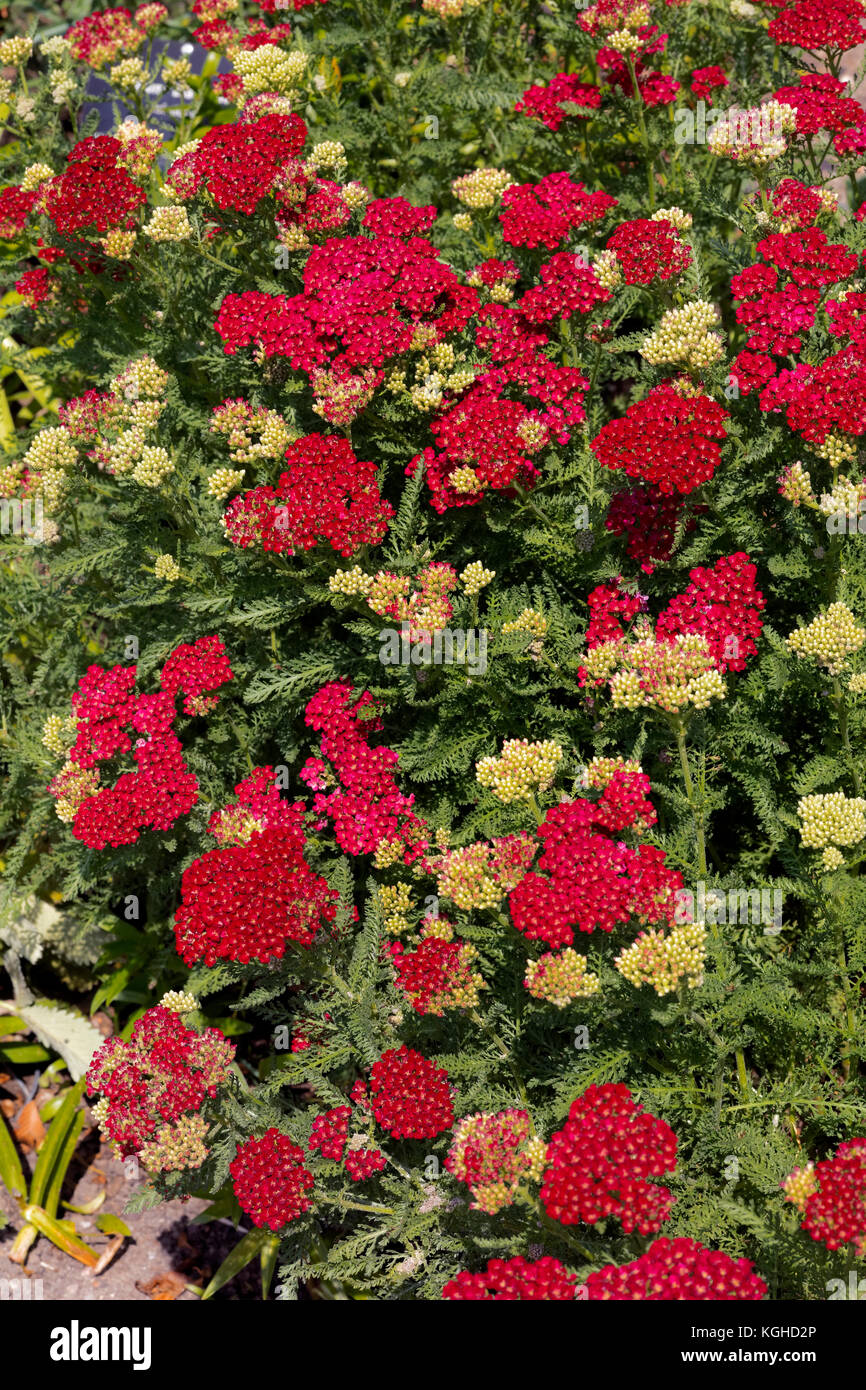 Yarrow - Achillea ‘Pomegranate’ Tutti Frutti Series Aster Family Stock Photo