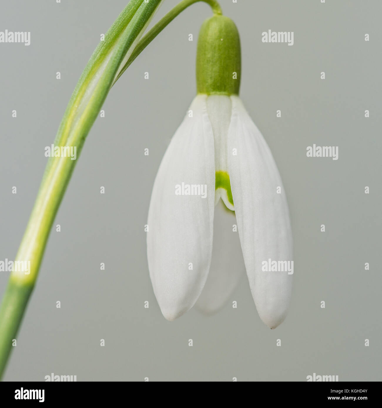 A macro shot of a single snowdrop. Stock Photo