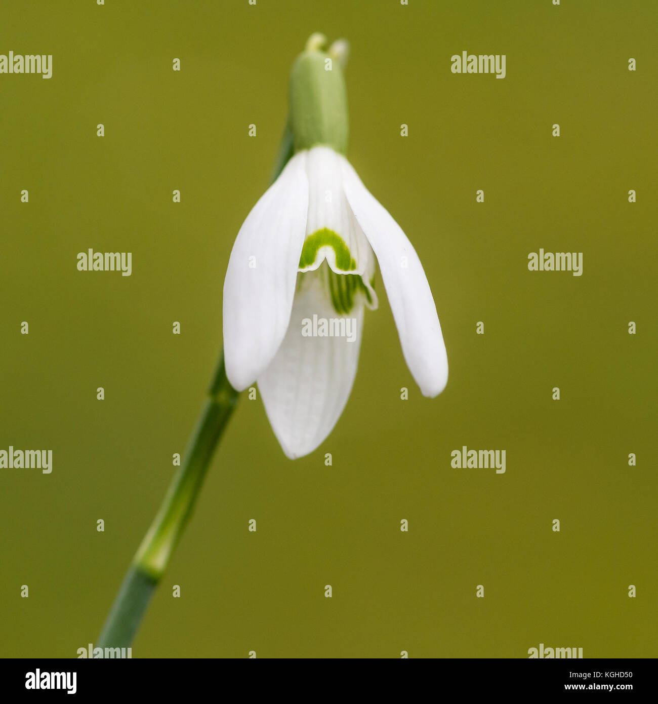 A macro shot of a snowdrop bloom. Stock Photo
