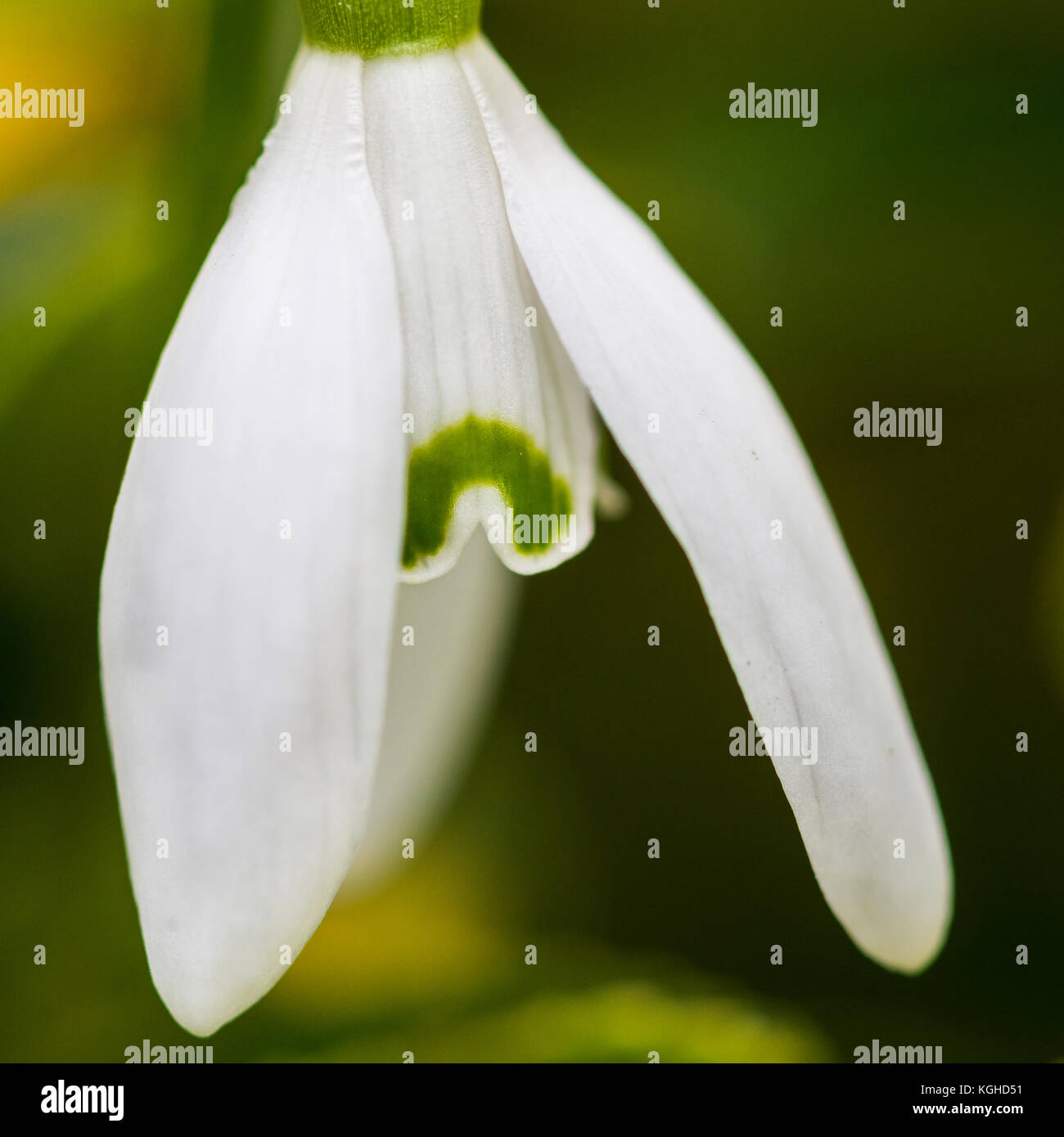 A macro shot of a snowdrop bloom. Stock Photo