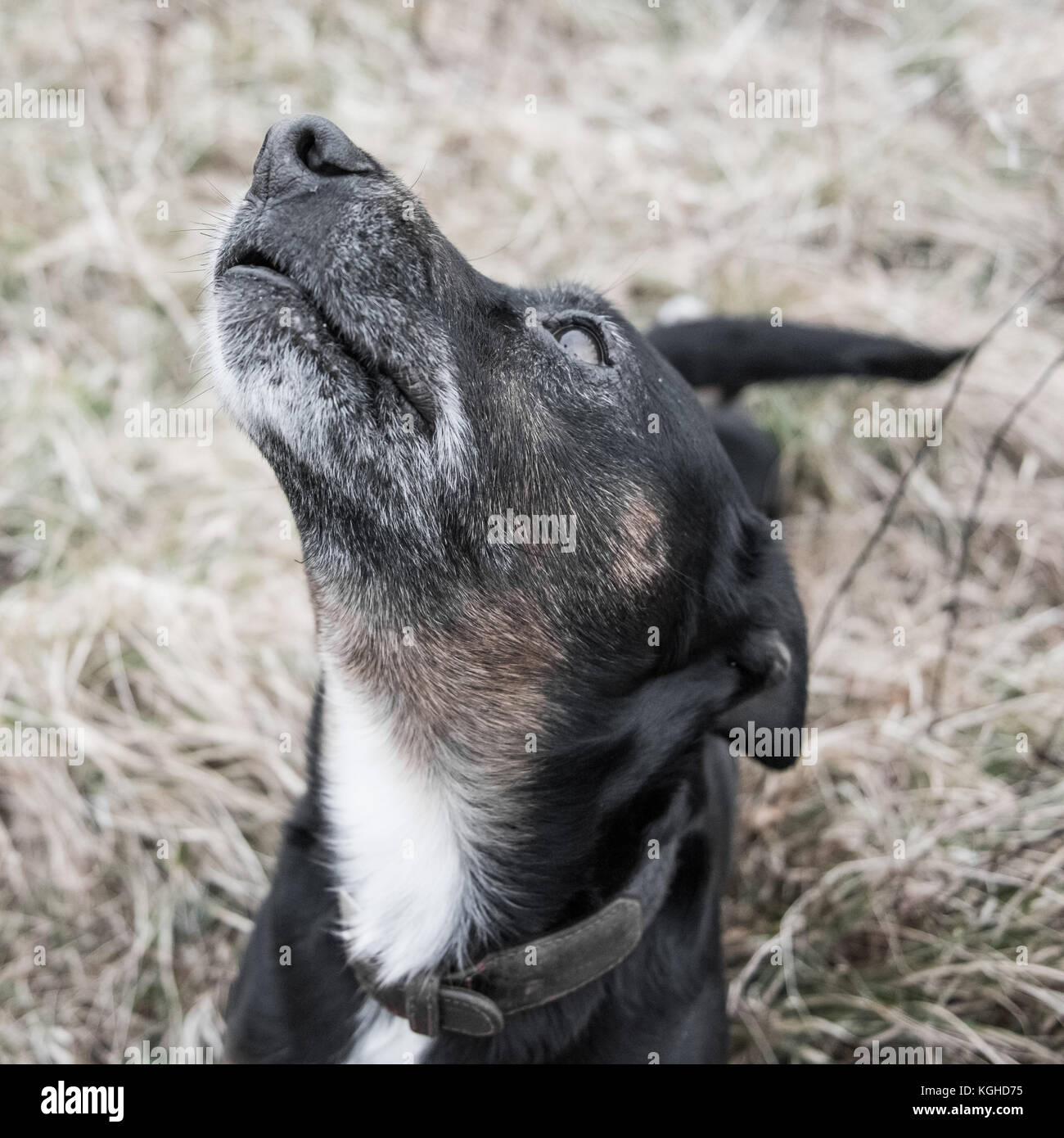 Cute black dog Stock Photo - Alamy