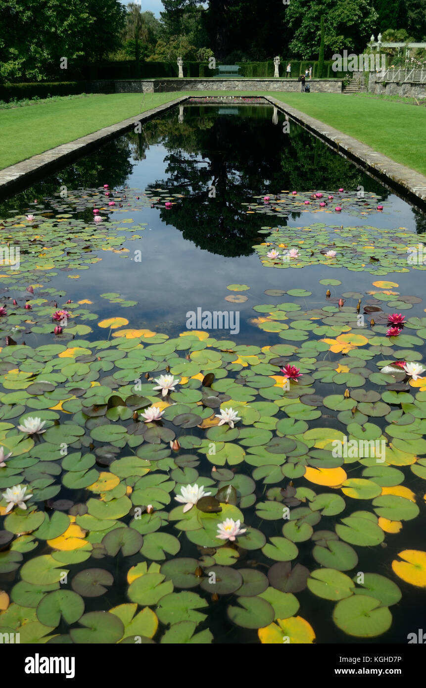 Lily Pond at Bodnant Gardens Stock Photo Alamy