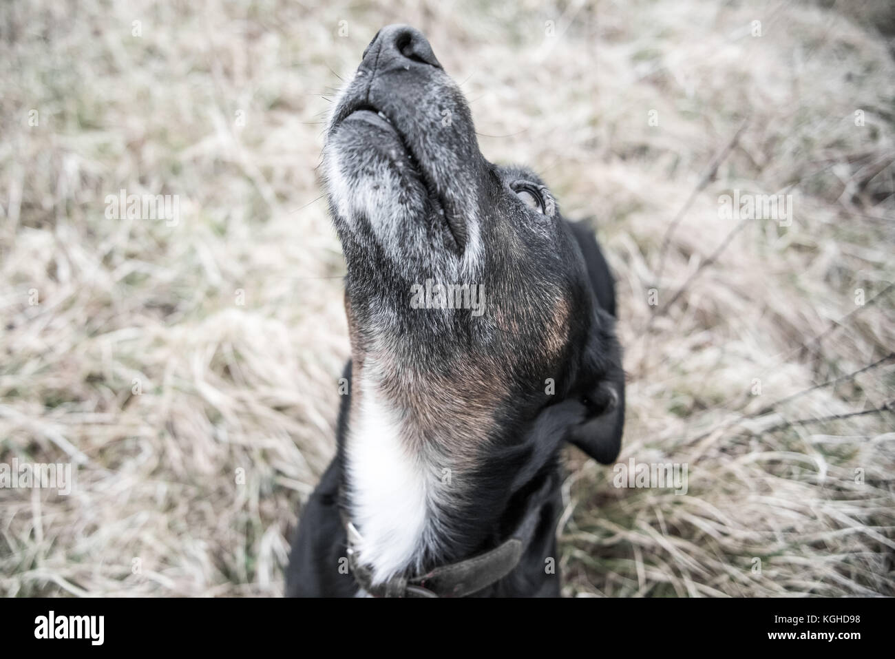 Cute black dog Stock Photo - Alamy