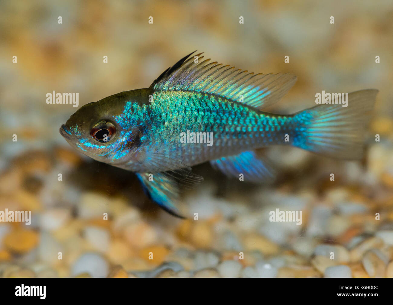 A macro shot of an electric blue ram cichlid. Stock Photo