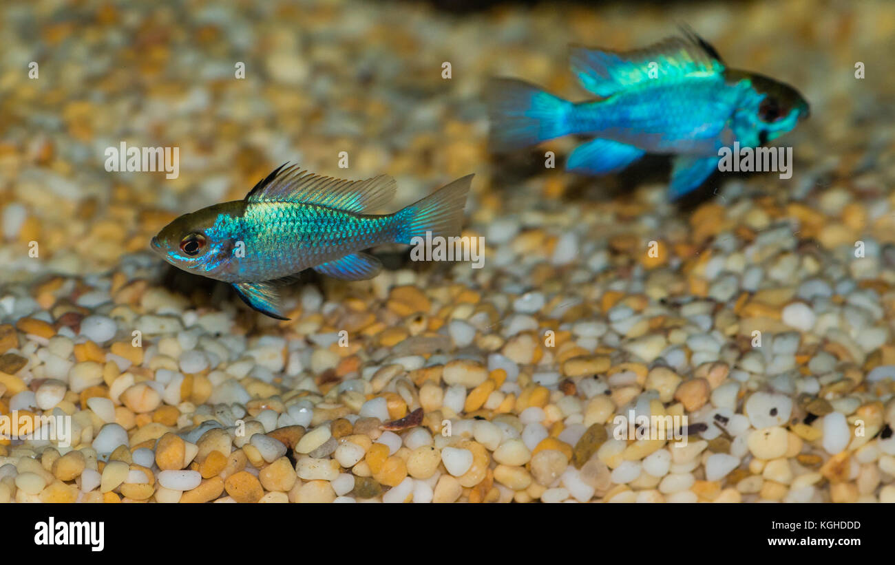 A macro shot of a couple of electric blue ram cichlids. Stock Photo