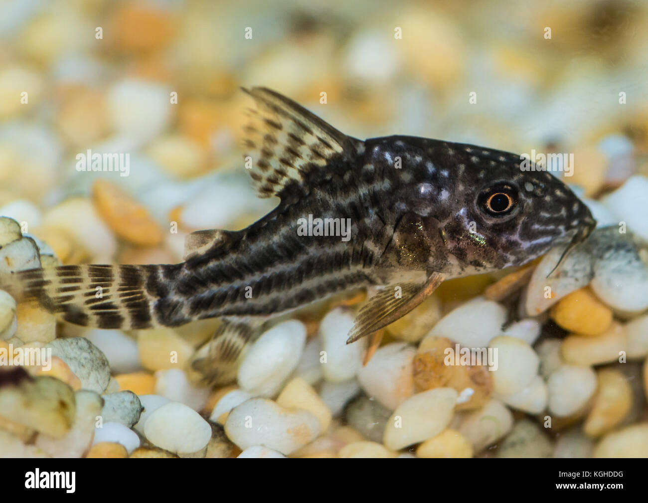 A macro shot of a corydoras sterbai tropical fish. Stock Photo