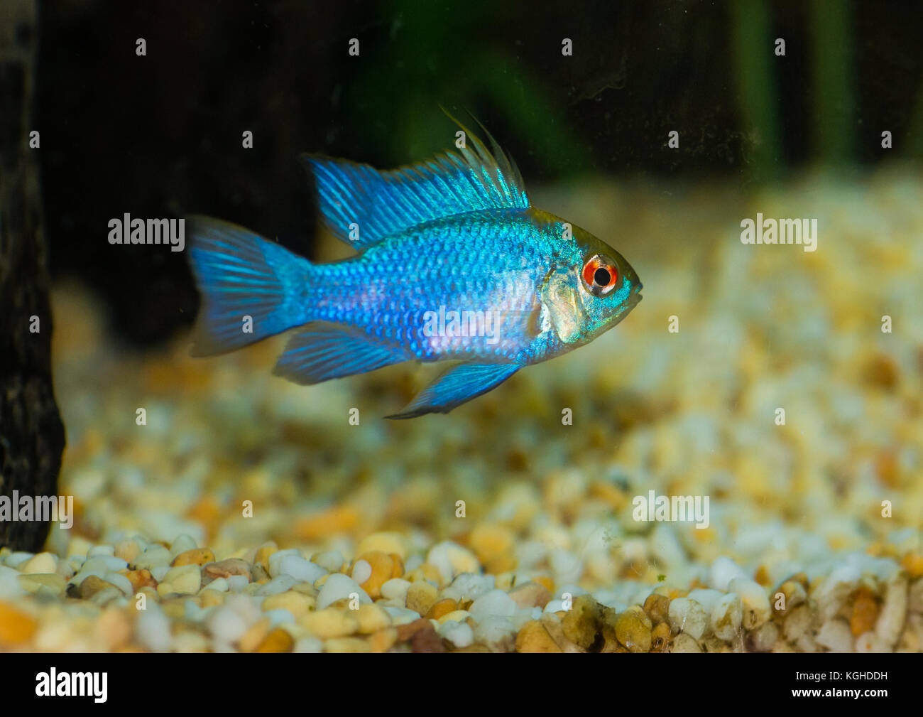 A macro shot of an electric blue ram. Stock Photo