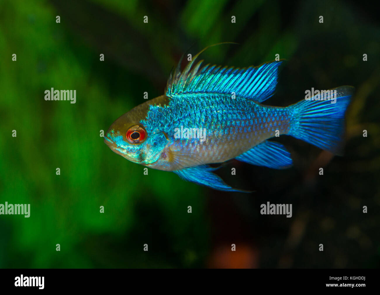 A macro shot of a male electric blue ram tropical fish. Stock Photo