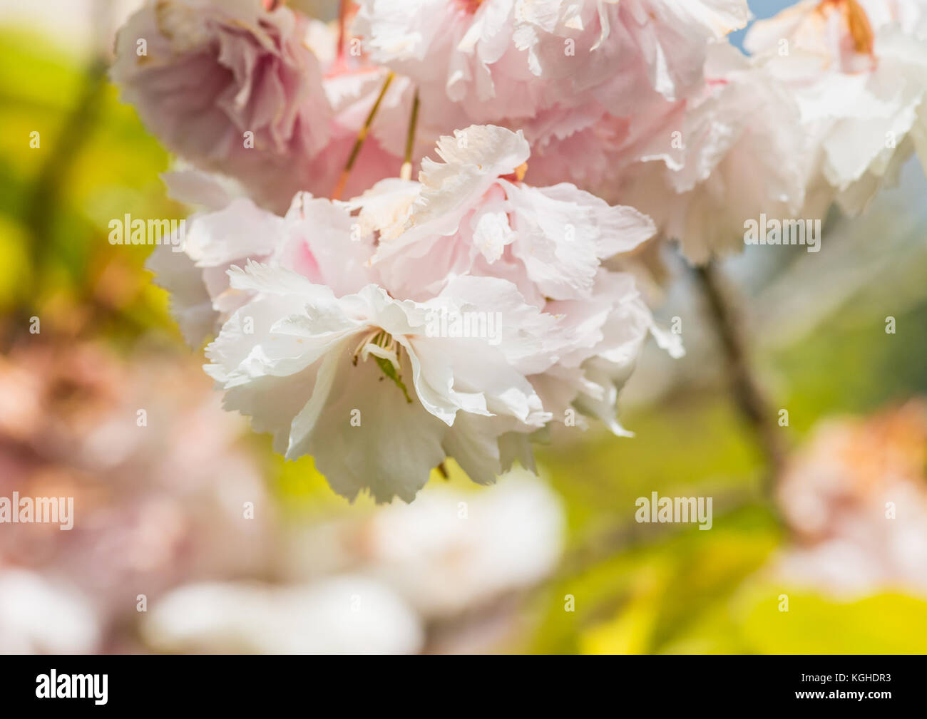 Close up shot cherry tree hi-res stock photography and images - Alamy