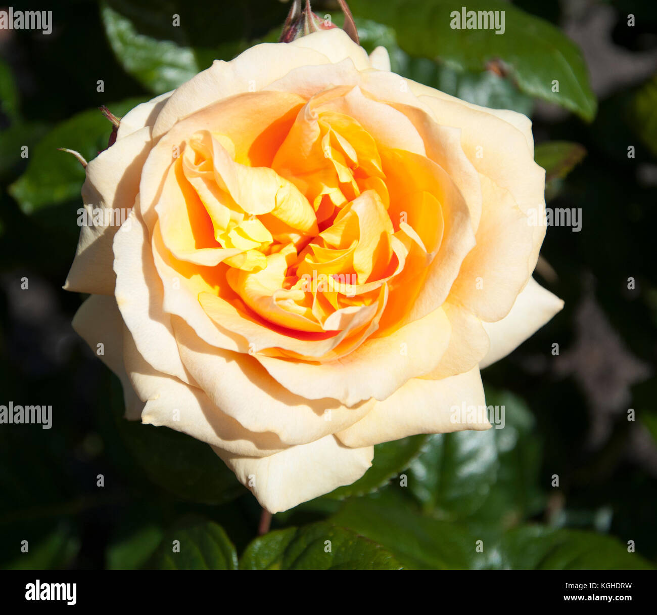 Rosa 'Honey Bouquet' a Hybrid Tea Honey rose in St Kilda Botanic Gardens, Melbourne Stock Photo