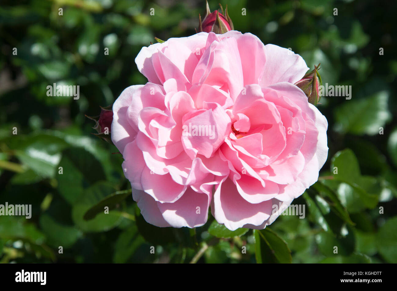 Rosa 'Home & Garden' a soft pink floribunda rose at St Kilda Botanical Gardens, Melbourne, Australia Stock Photo
