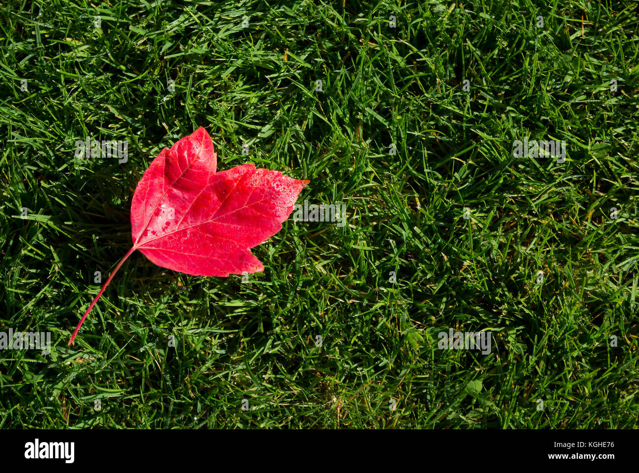 Simple red maple leaf hi-res stock photography and images - Alamy