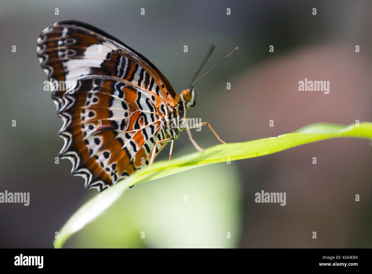 A butterfly up close, green background. Stock Photo
