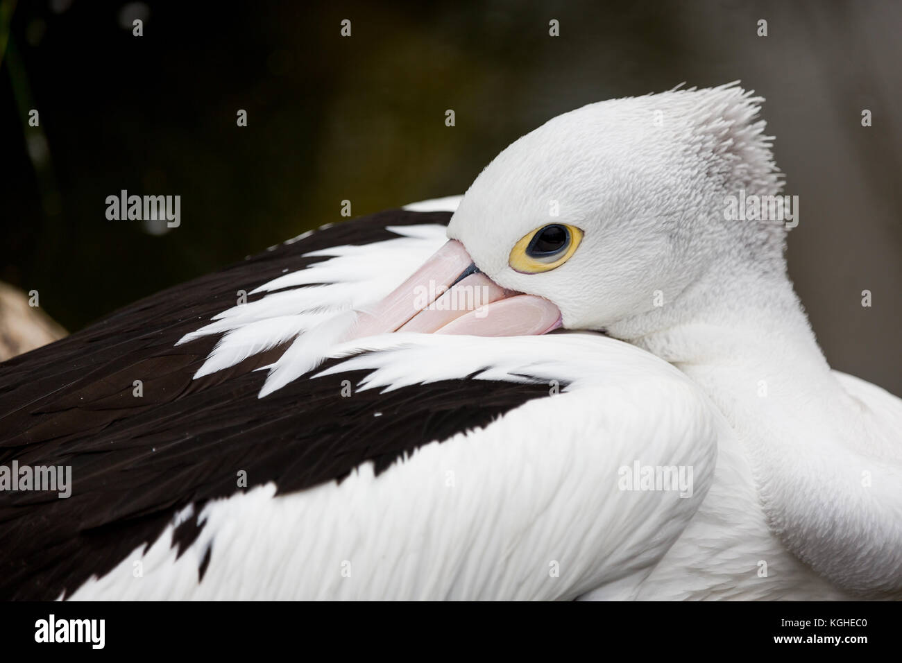 A close up of a pelican resting Stock Photo