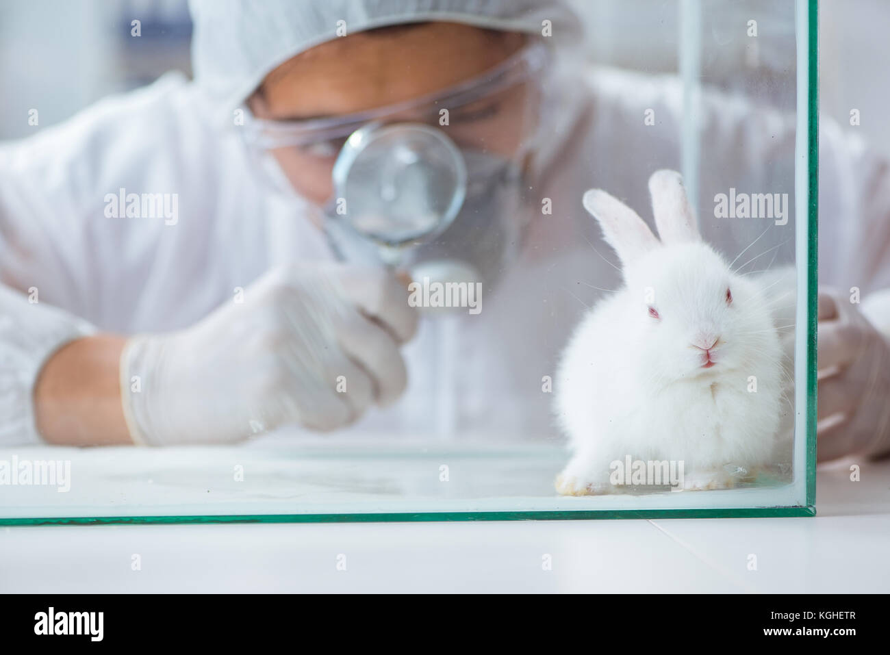 Scientist doing animal experiment in lab with rabbit Stock Photo Alamy
