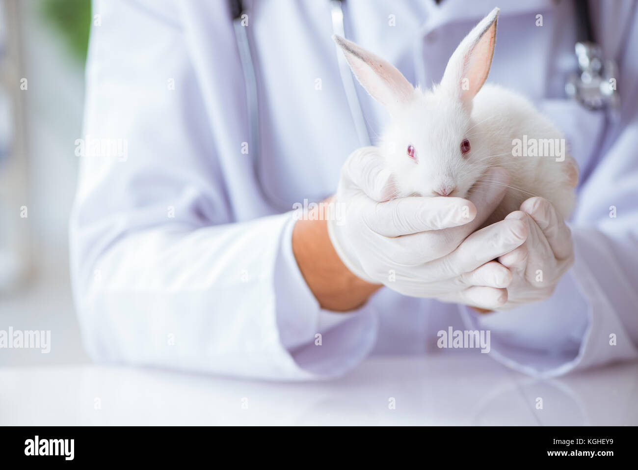 Vet doctor examining rabbit in pet hospital Stock Photo - Alamy