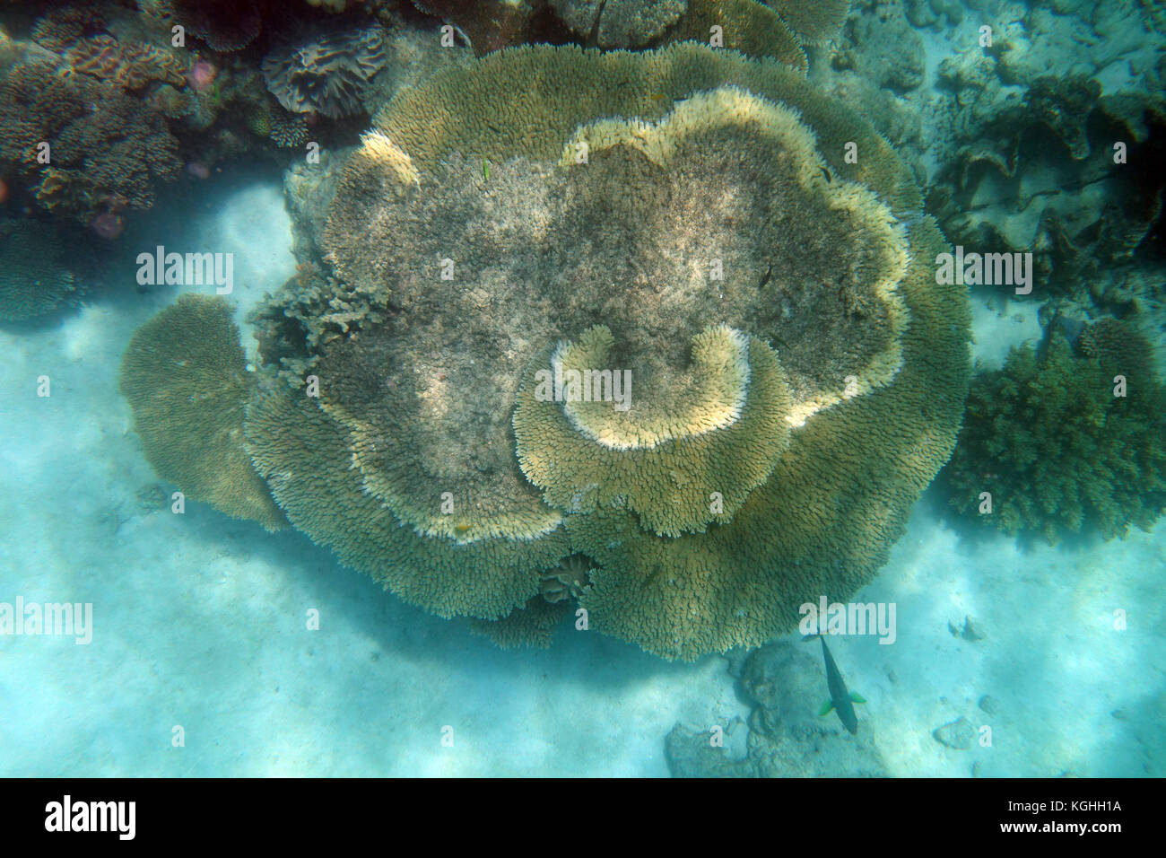 Black band disease coral hires stock photography and images Alamy