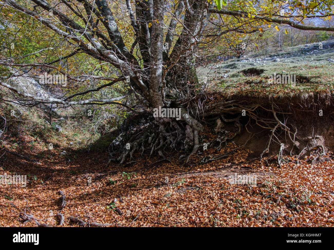 Roots of a tree in Autumn Stock Photo - Alamy