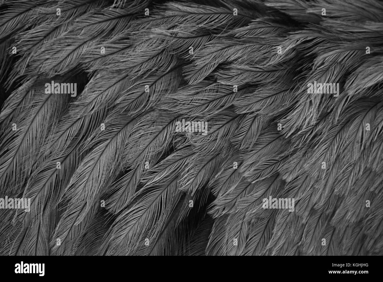 closeup of rhea feathers, grey plumage, greater rhea, gray background , black and White impressions, struthio camelus americanus, fluffy tattered Stock Photo