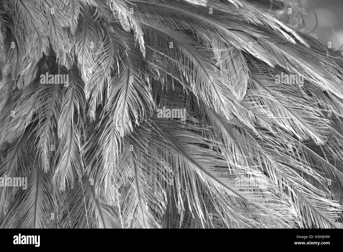 feathers isolated,closeup  of rhea feathers, grey plumage, greater rhea, gray background, black White impressions, struthio camelus americanus, fluffy Stock Photo