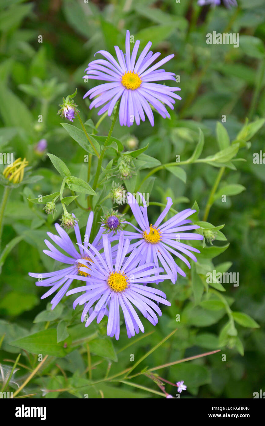 Aster X Frikartii 'monch' In Clse Up Stock Photo - Alamy