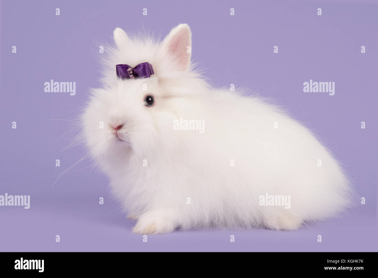 Pretty Long Haired Angora White Rabbit With A Purple Bow On A