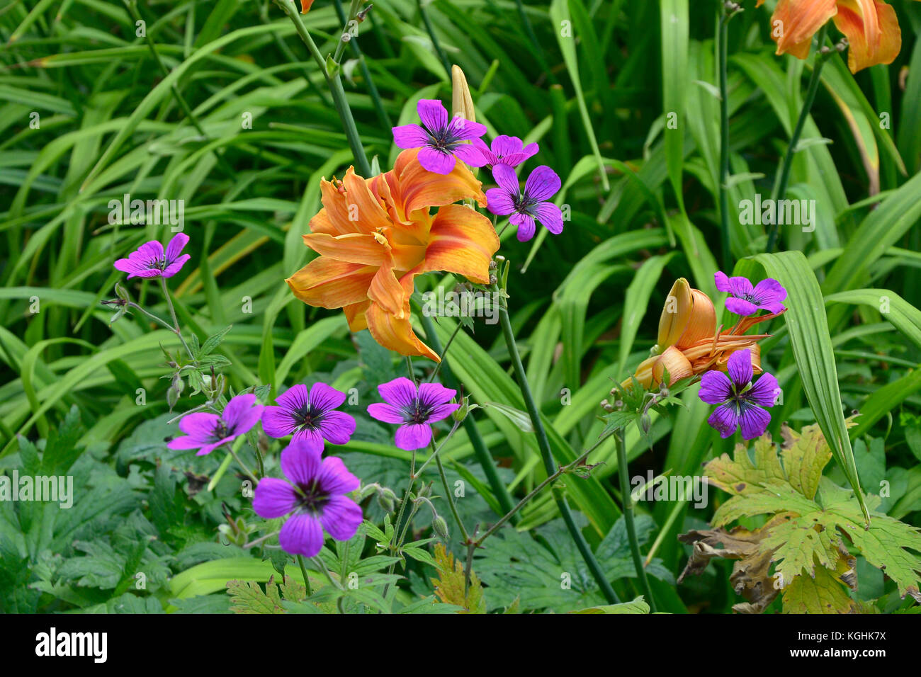Colourful close up of flower border with Hemerocallis and Geranium Stock Photo